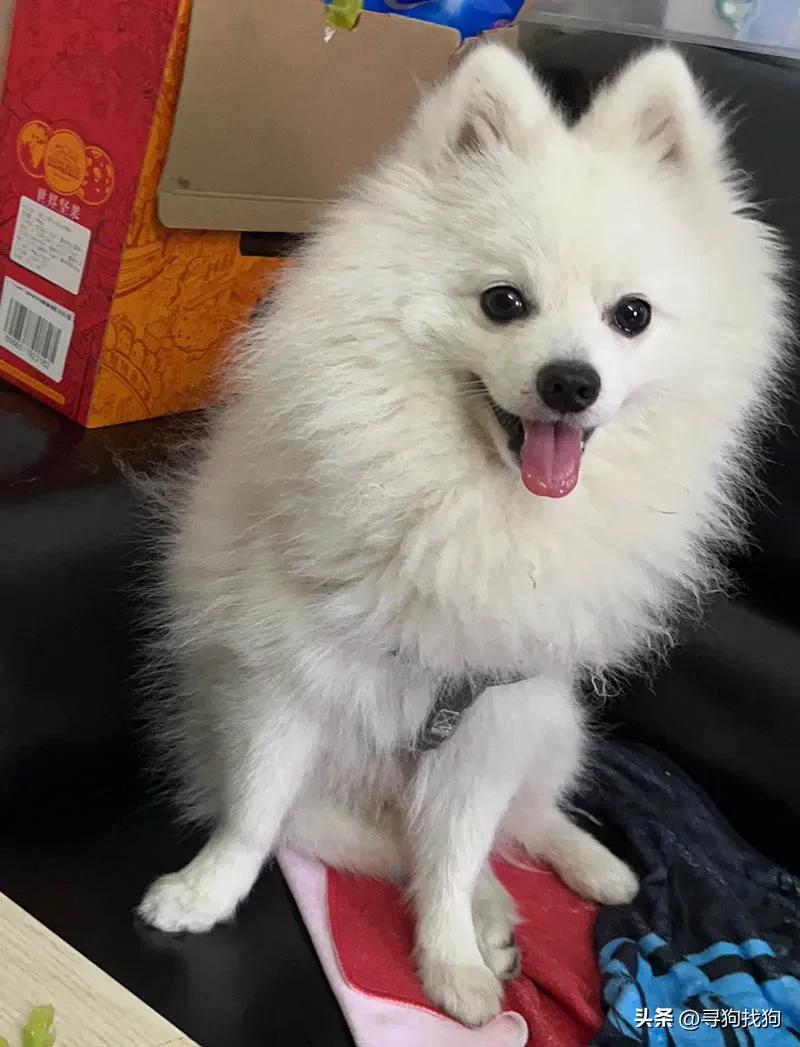 广州宠物店有纯种博美犬卖吗,东莞市大朗寻找博美犬