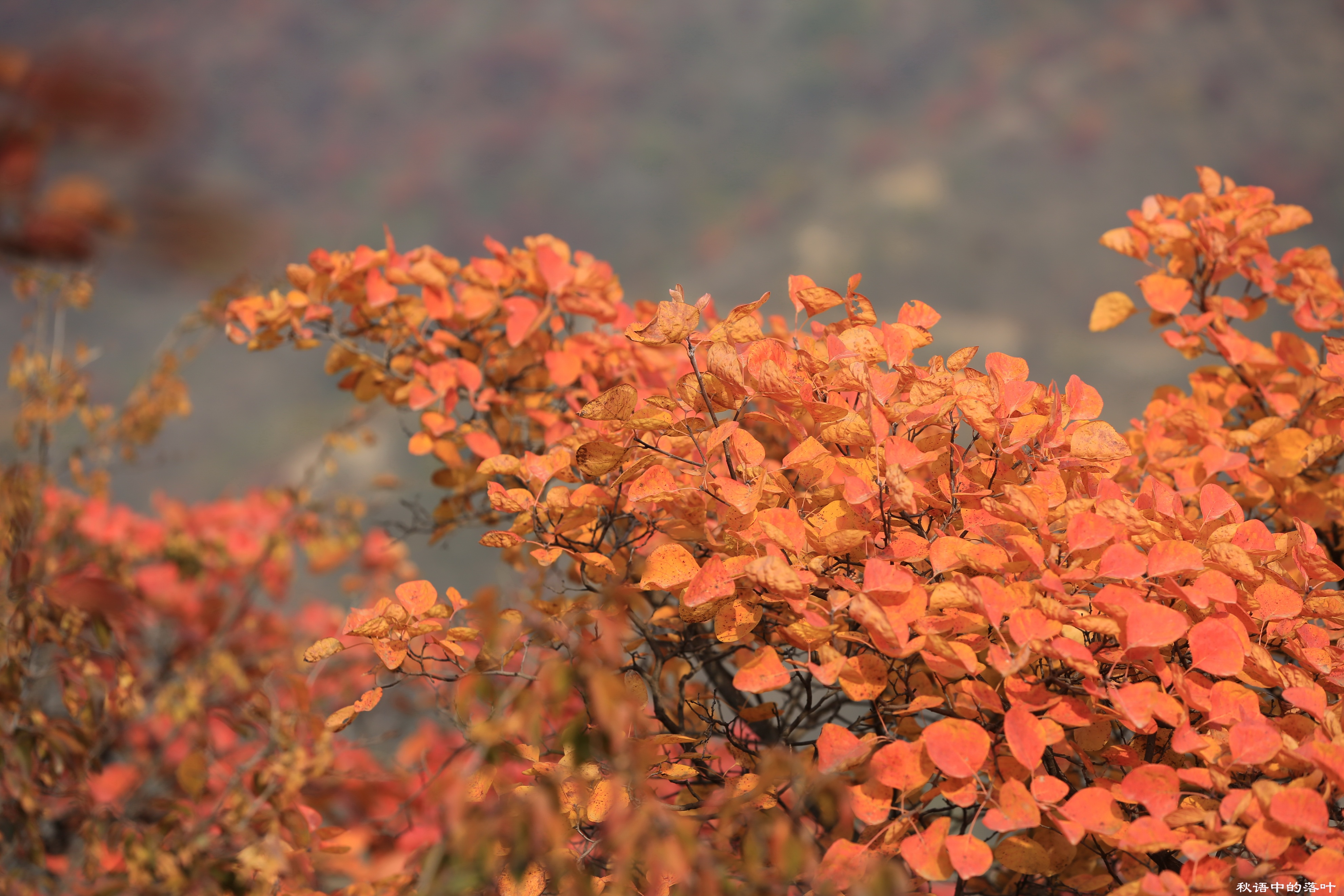 药王谷风景区赏花,快趁着秋天来打卡慕田峪看红叶呀