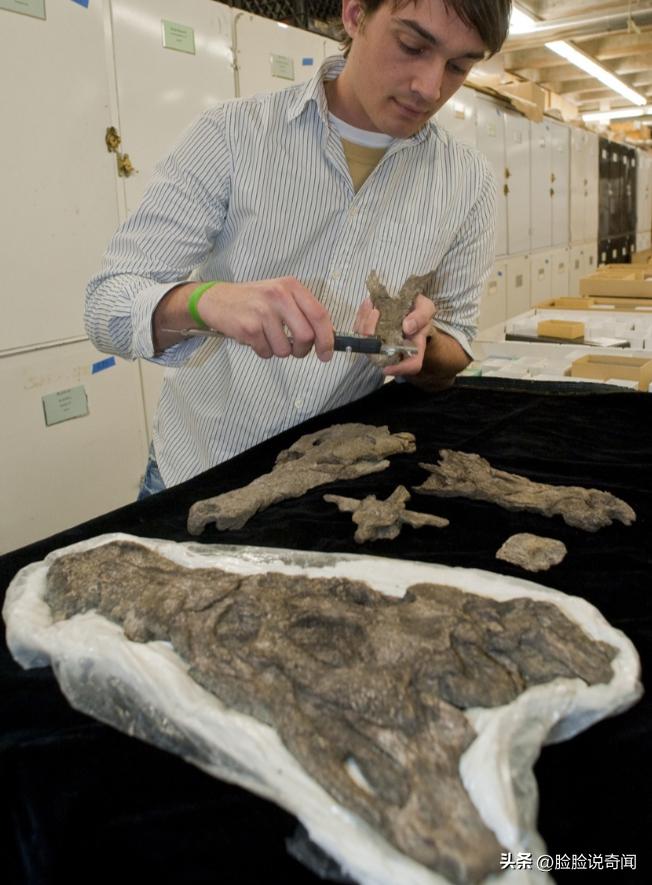 泰坦巨蟒和泰坦蟒是不是一个种类,泰坦蟒和其它的巨大蟒蛇