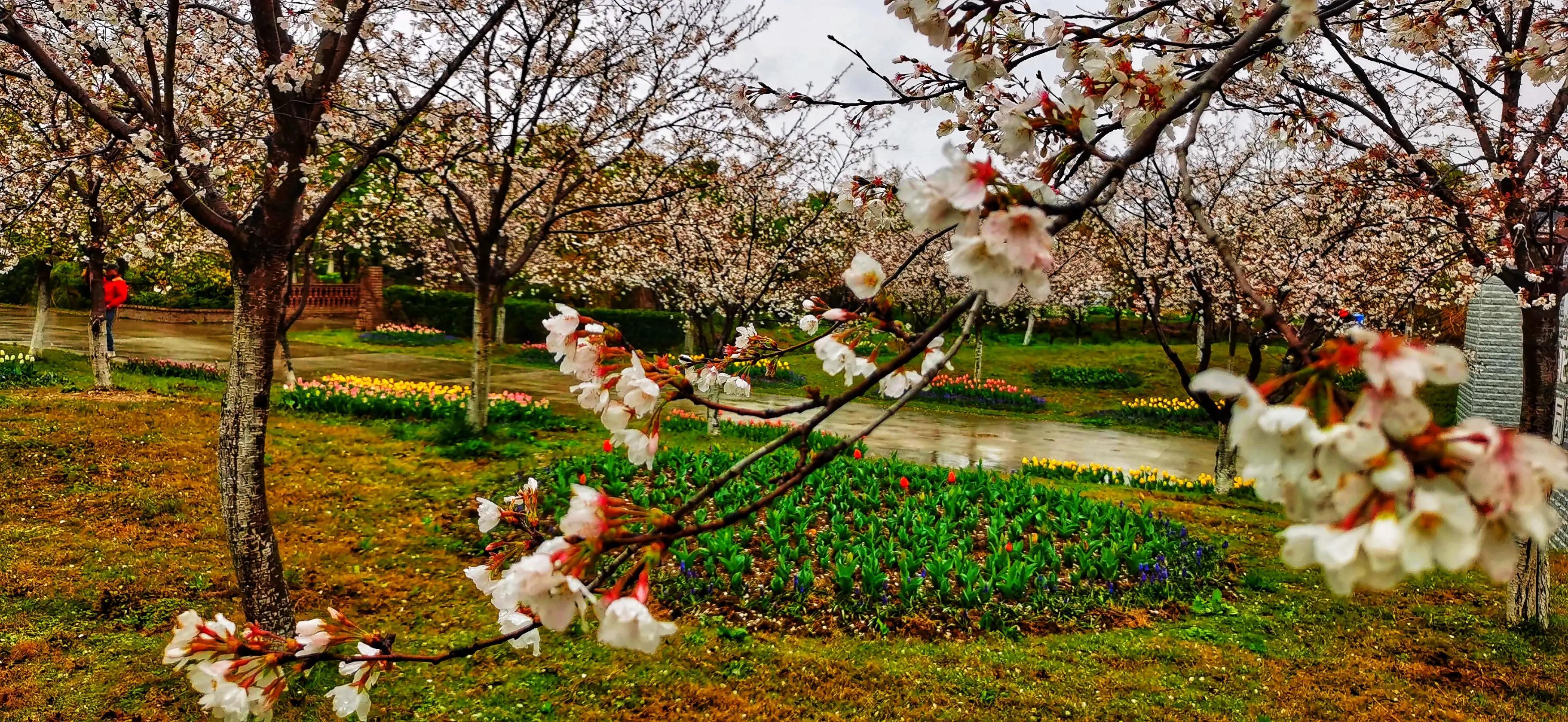湖北宜昌花海赏花,枝江同心花海四月有什么花