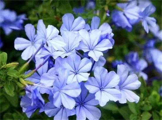 生长在衣服上的雪花,生长在热带草原的植物