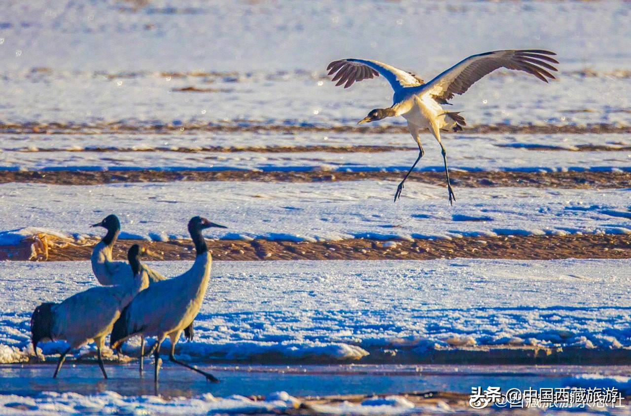 冬季旅游西北最值得去的地方,冬季安静惬意的旅行圣地