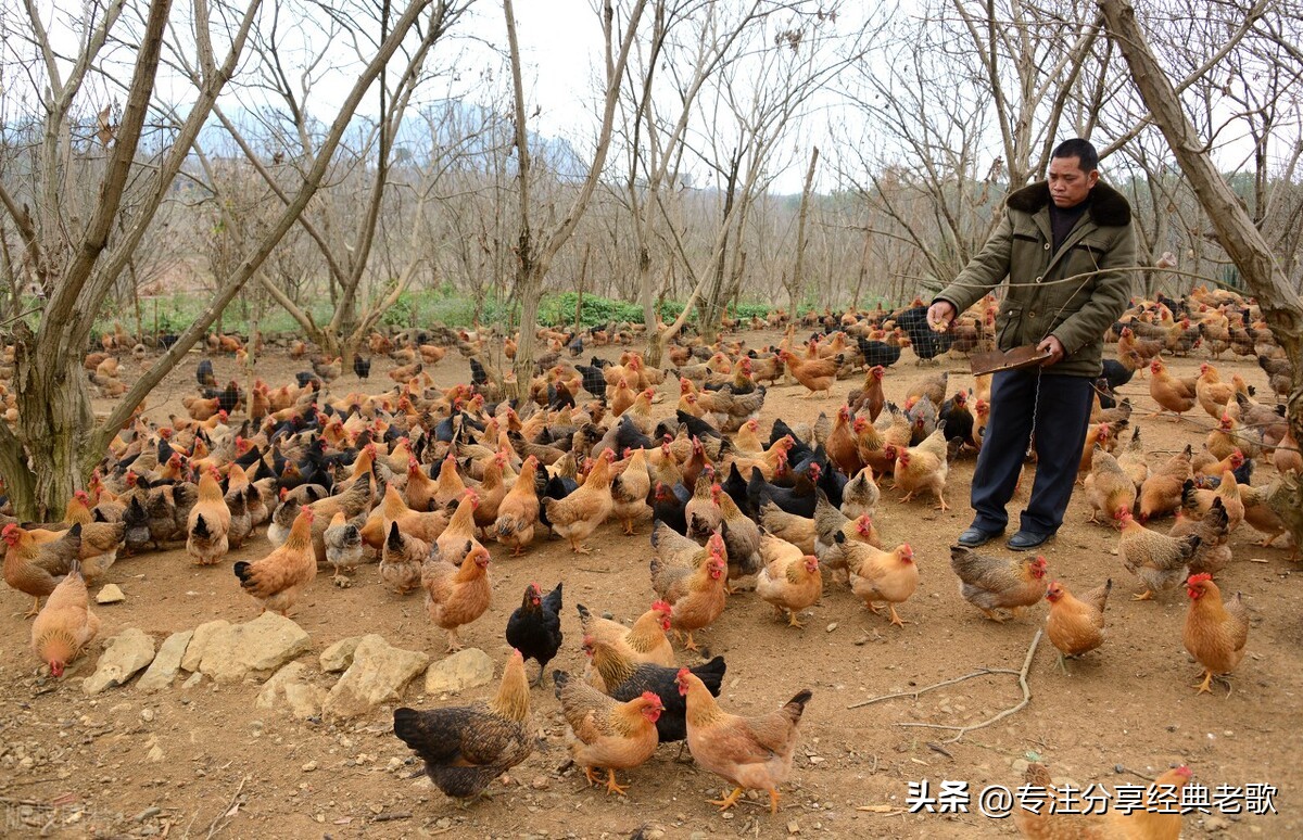去山上捉鸡买鸡蛋,去山里抓一只大公鸡