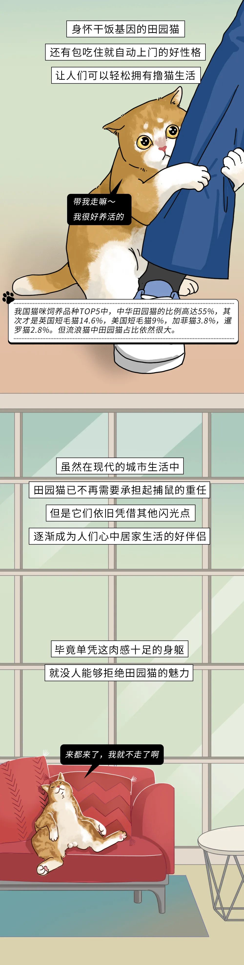 为什么中华田园猫会遭人嫌弃,盘点一下中华田园猫