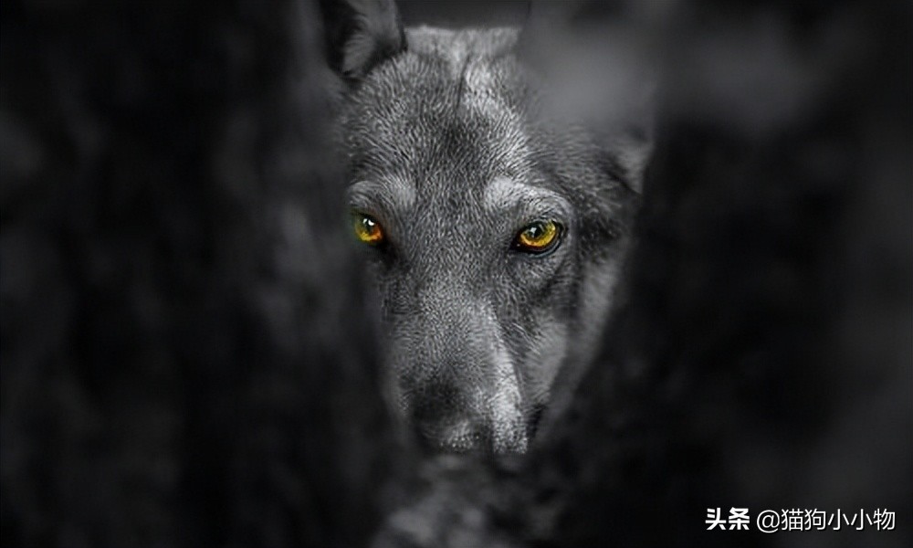 捷克狼犬pk警犬,捷克狼犬vs高加索犬谁强