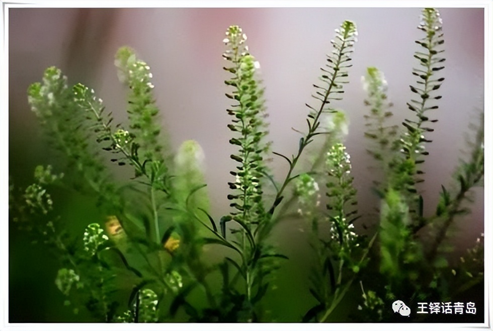 王铎的简介和故事,王铎生平故事