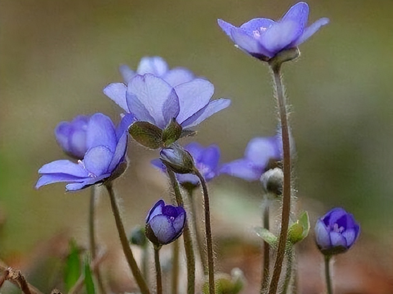 白羊座的深情与礼貌你驾驭不住,白羊座对你的爱情总是无微不至