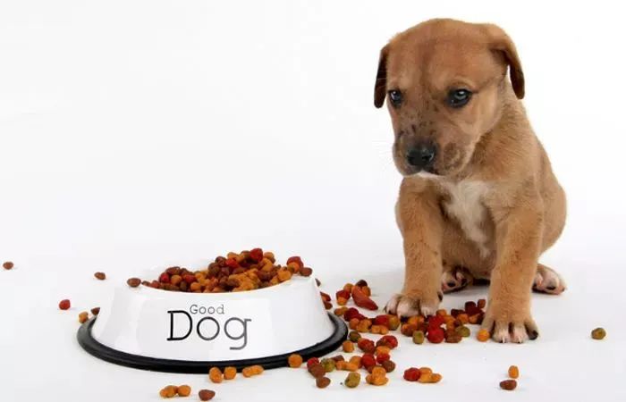 狗狗掉牙注意什么,狗狗掉牙怎么护理