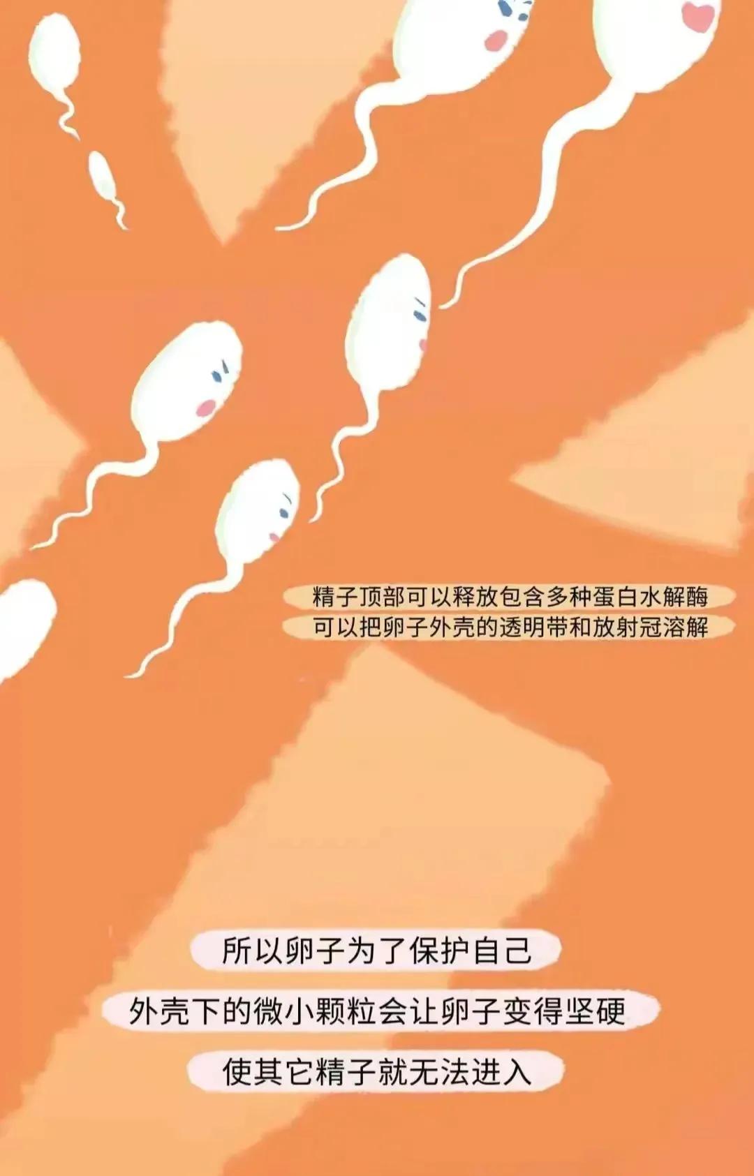 如何怀孕具体步骤图片,女人怎么怀孕的过程
