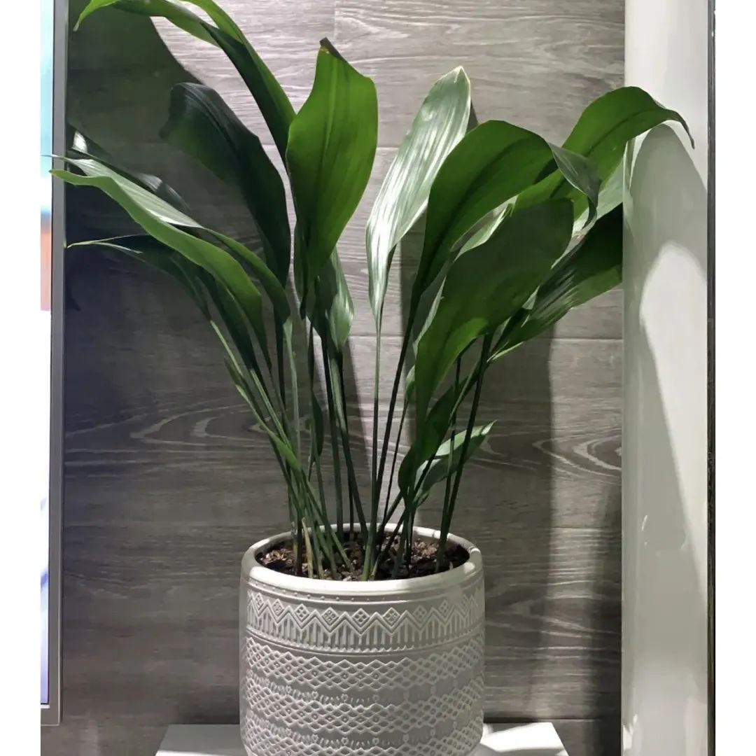 什么花室内最好养,什么花室内好养一年四季都不死