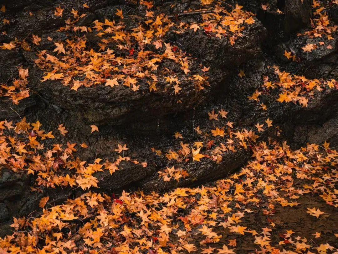 一入秋北京就变成了北平原文,一入秋北京就成了北平是谁说的