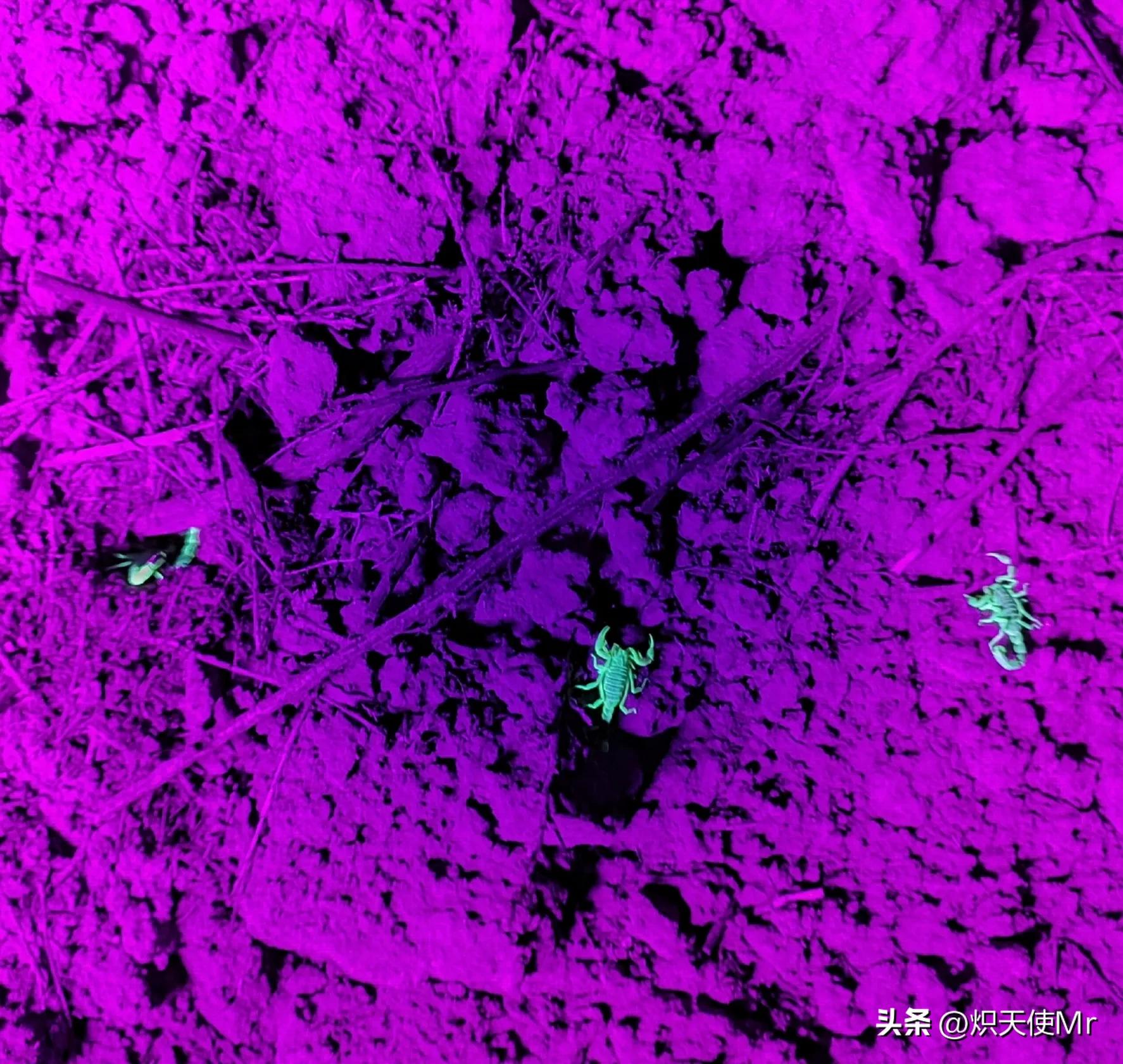 大蝎子与小蝎子毒性一样大吗,哪个蝎子毒性大和哪个蝎子毒性小