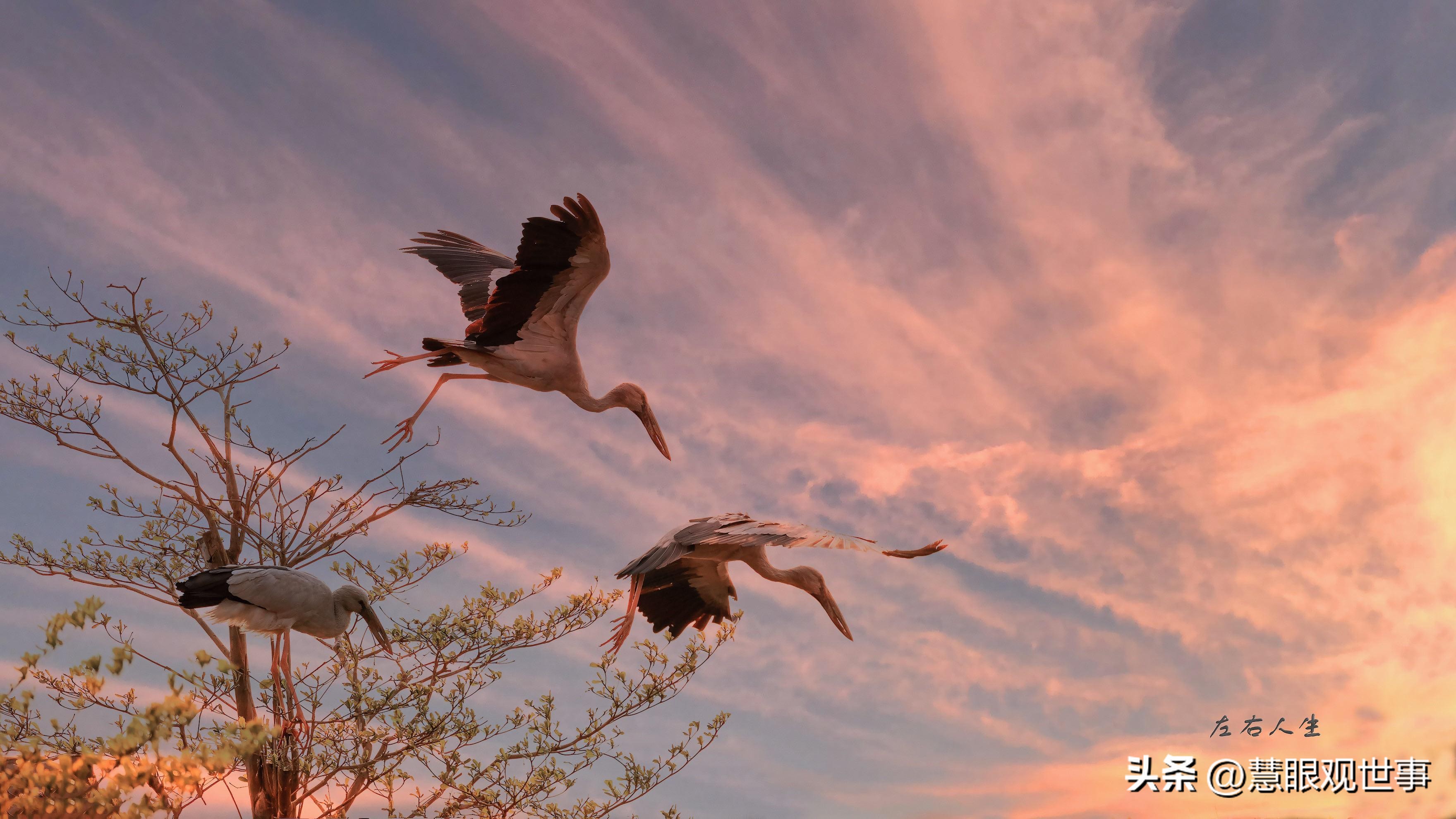 中高考必考古诗词,中高考必背古诗词朗诵