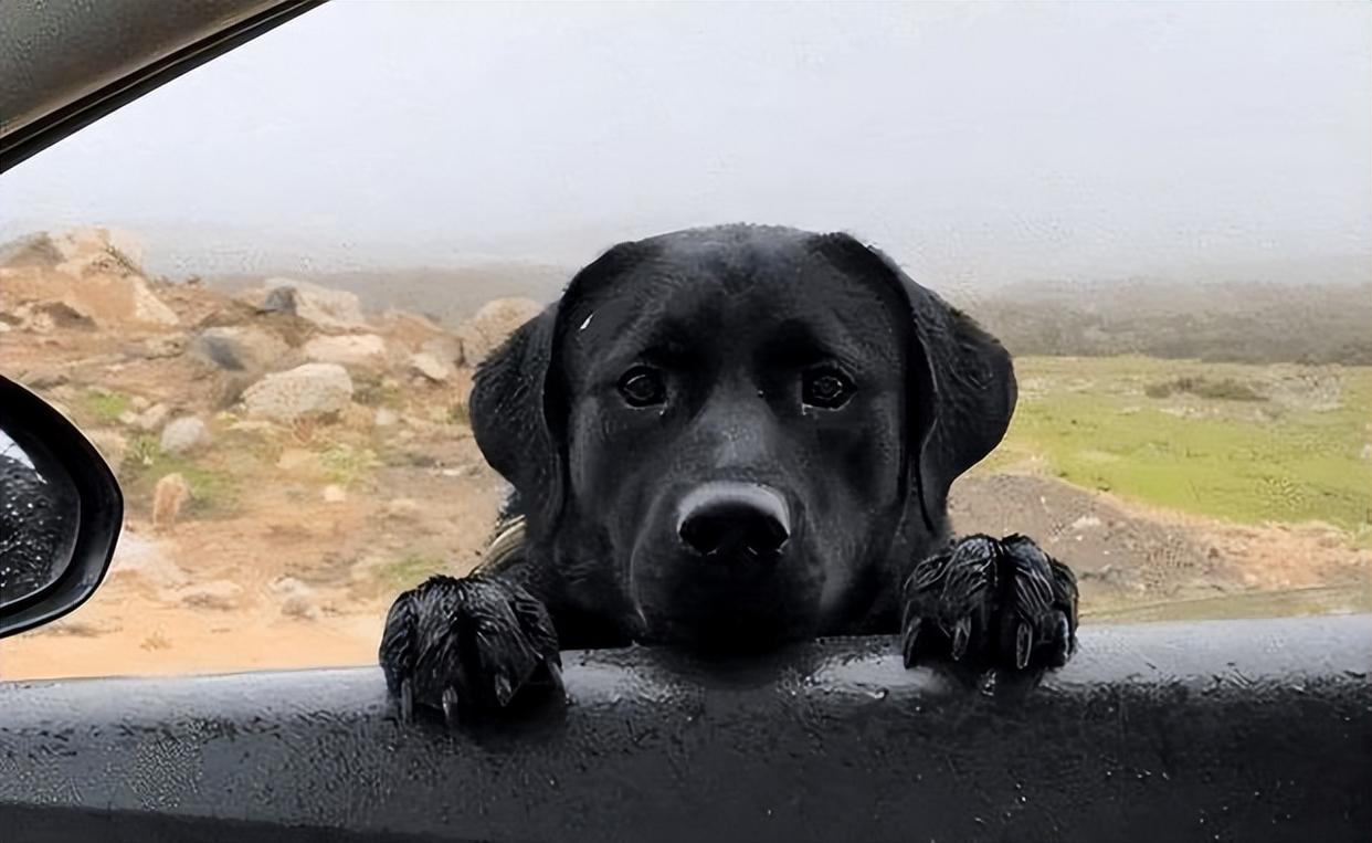 养狗狗的优点与缺点,为什么不建议养狗和猫