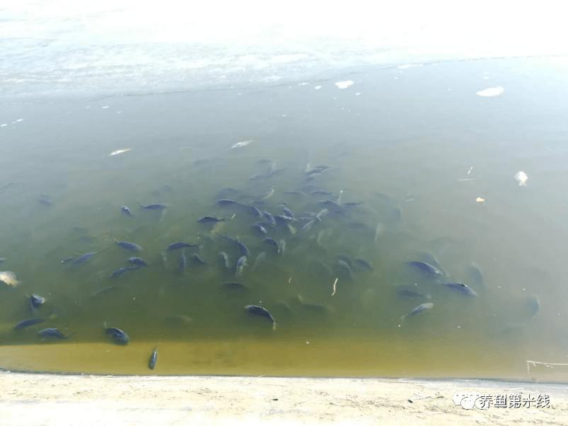 鲤浮肿病毒,CEV：鲤浮肿病研究进展与治疗鲤传染性水肿病的探讨