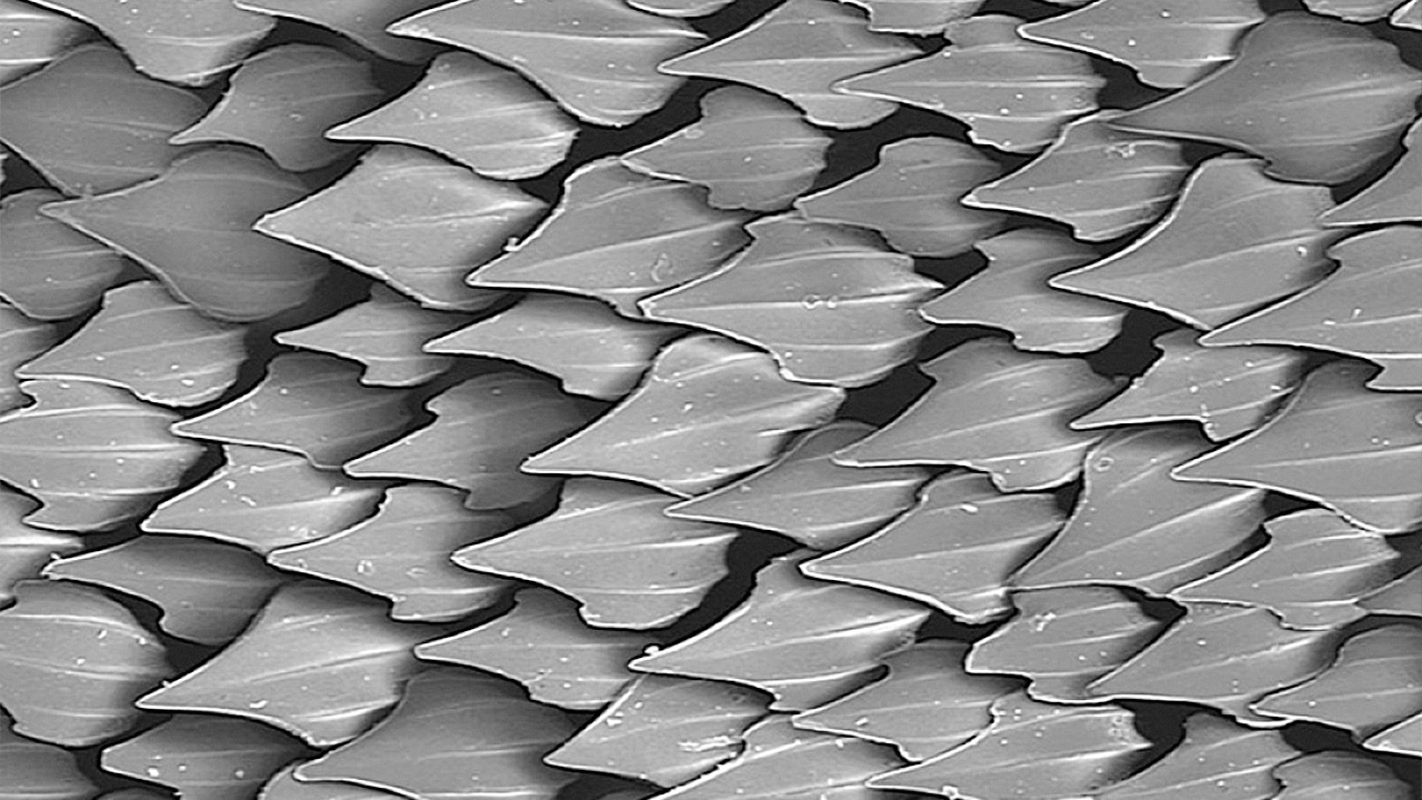 飞机穿上鲨鱼皮,飞机穿宇航服