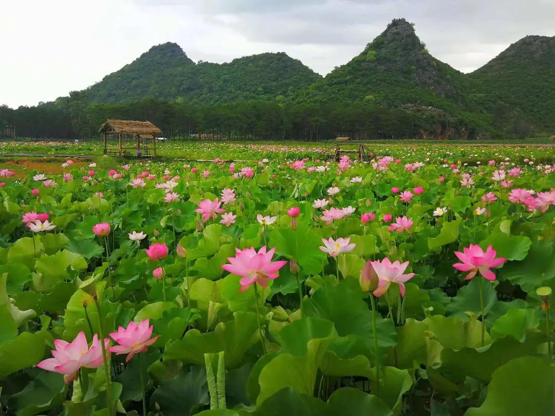 云南避暑旅游好去处推荐,云南避暑有哪些景点好玩