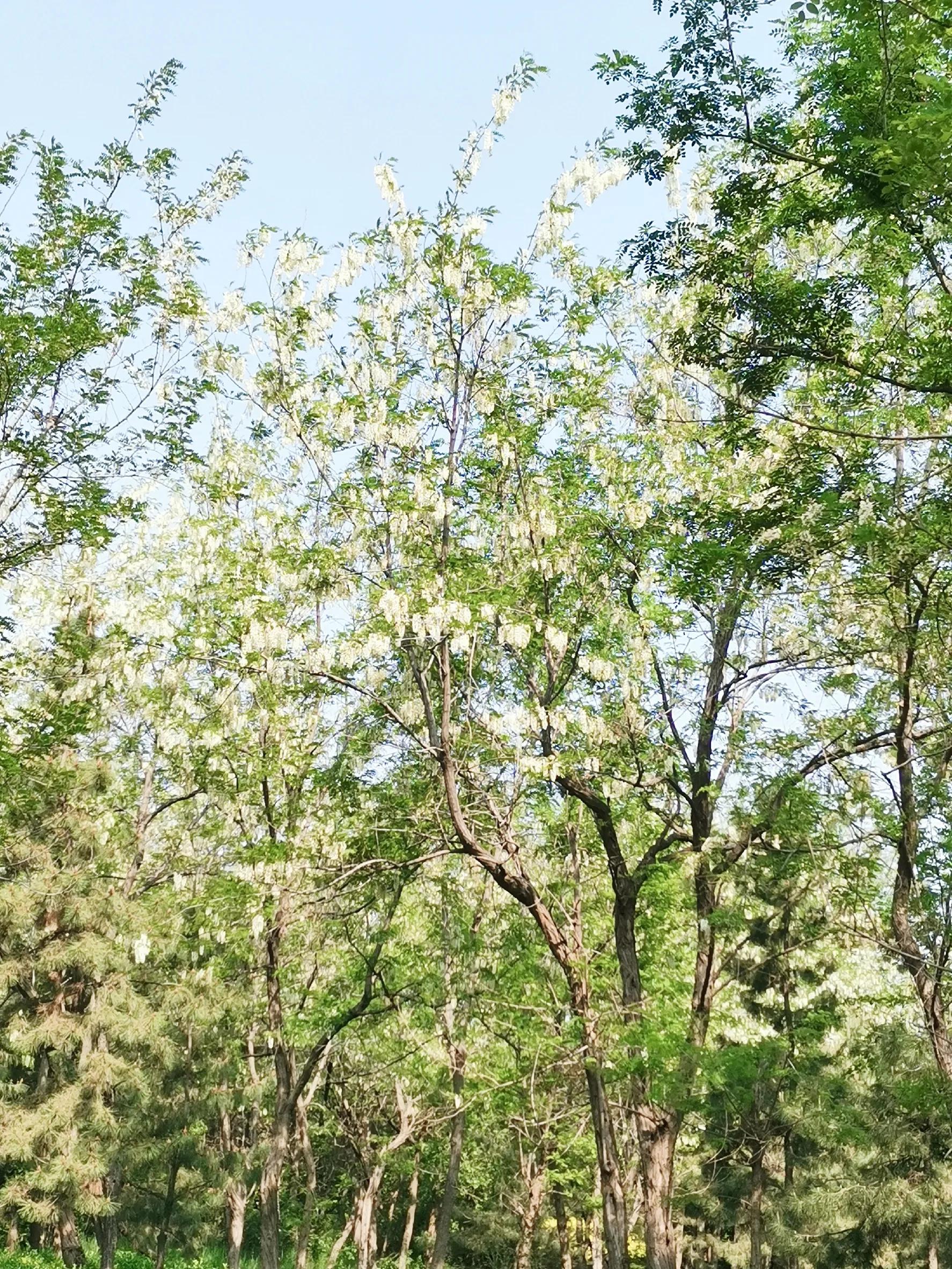 槐花味美香又甜人见人爱,槐花香令人陶醉