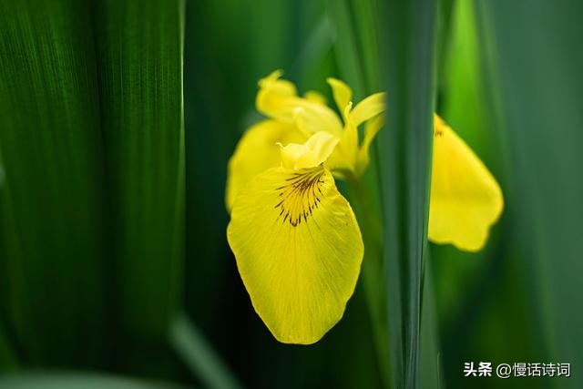 千古第一咏月诗,一首意境纯美特别好听的诗歌