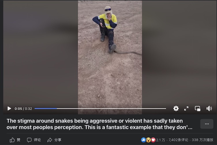 澳洲妇女被蛇咬,澳洲毒性最强的两种蛇