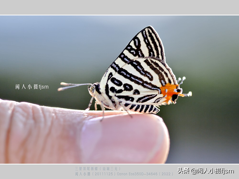近距离拍摄昆虫小动物,常见昆虫微距摄影活动