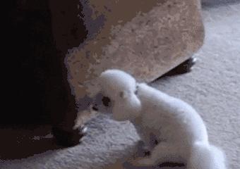 狗子为啥越喂越瘦,狗子越来越瘦但是很能吃