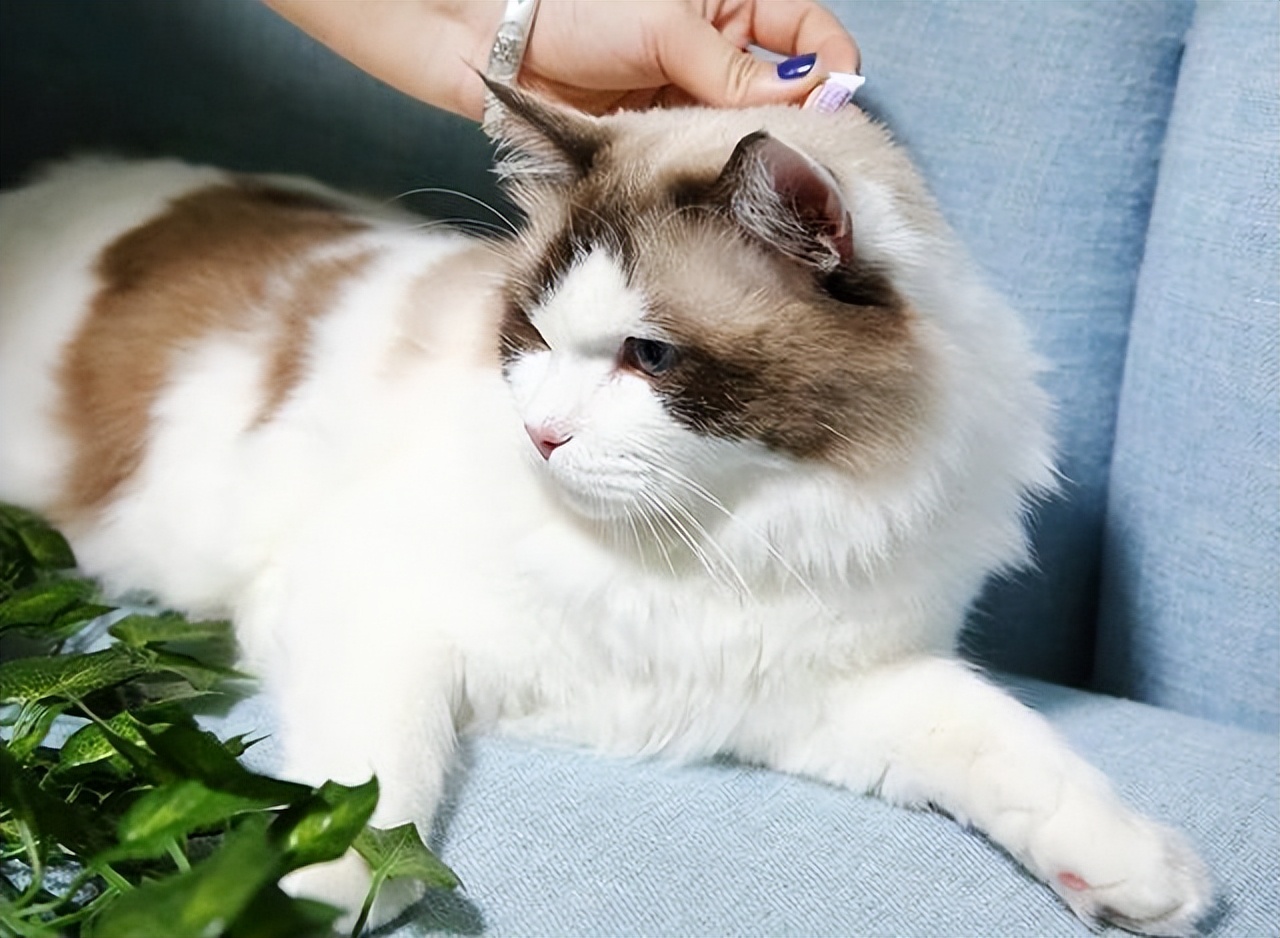 对猫咪过敏的症状怎么消除,如何看是不是对猫咪过敏