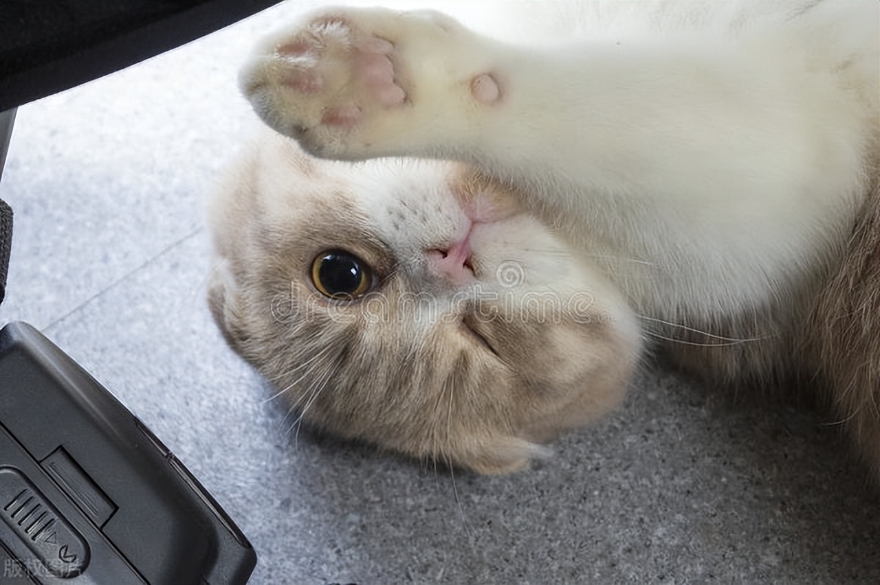 与猫咪沟通的方法有哪些,猫咪的聊天内容