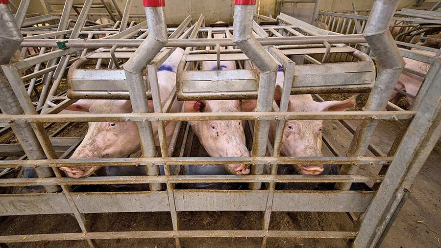 如何提高母猪的受孕率方案,猪用人工授精能提高受胎率吗