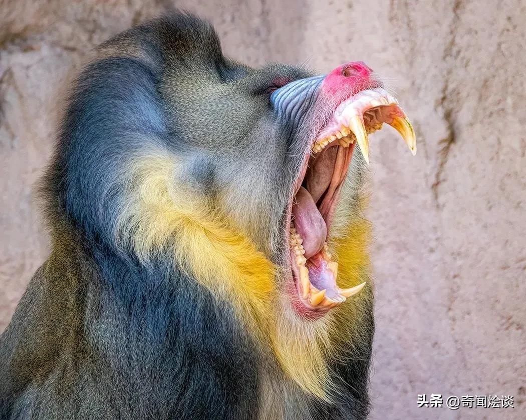 巨蟒捕食真实视频,巨蟒捕食鬣狗视频大全