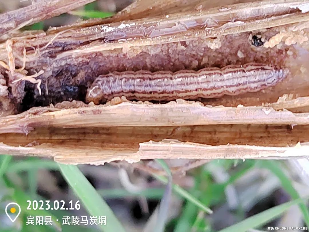 水稻二化螟的最佳防治时期,水稻二化虫害防治方法