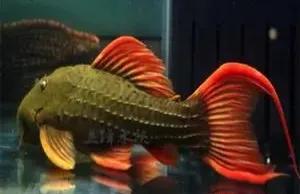 各种漂亮鱼的名称及图片,漂亮可爱的海水观赏鱼