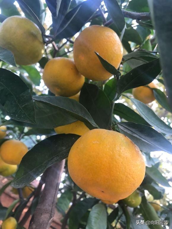 网上为什么很多果树苗都是假的,网上买果树苗哪里的假苗最多