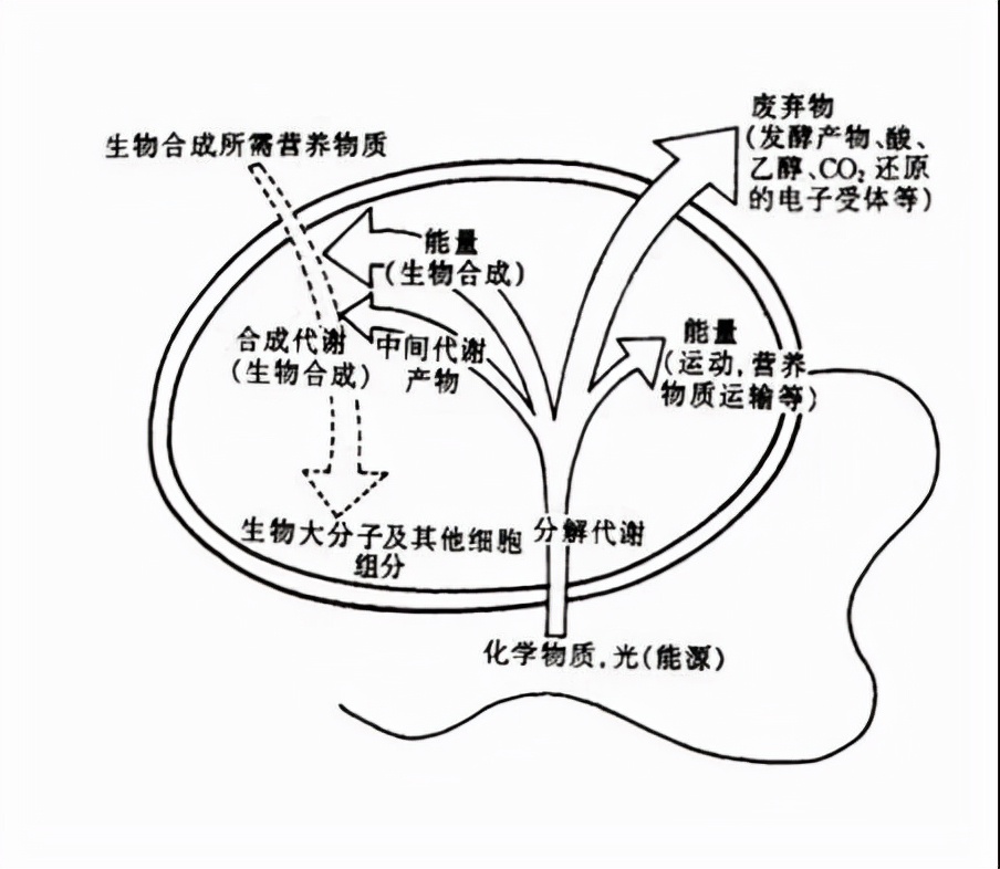 如何用生物技术解决污水处理,污水生物处理各种工艺详解