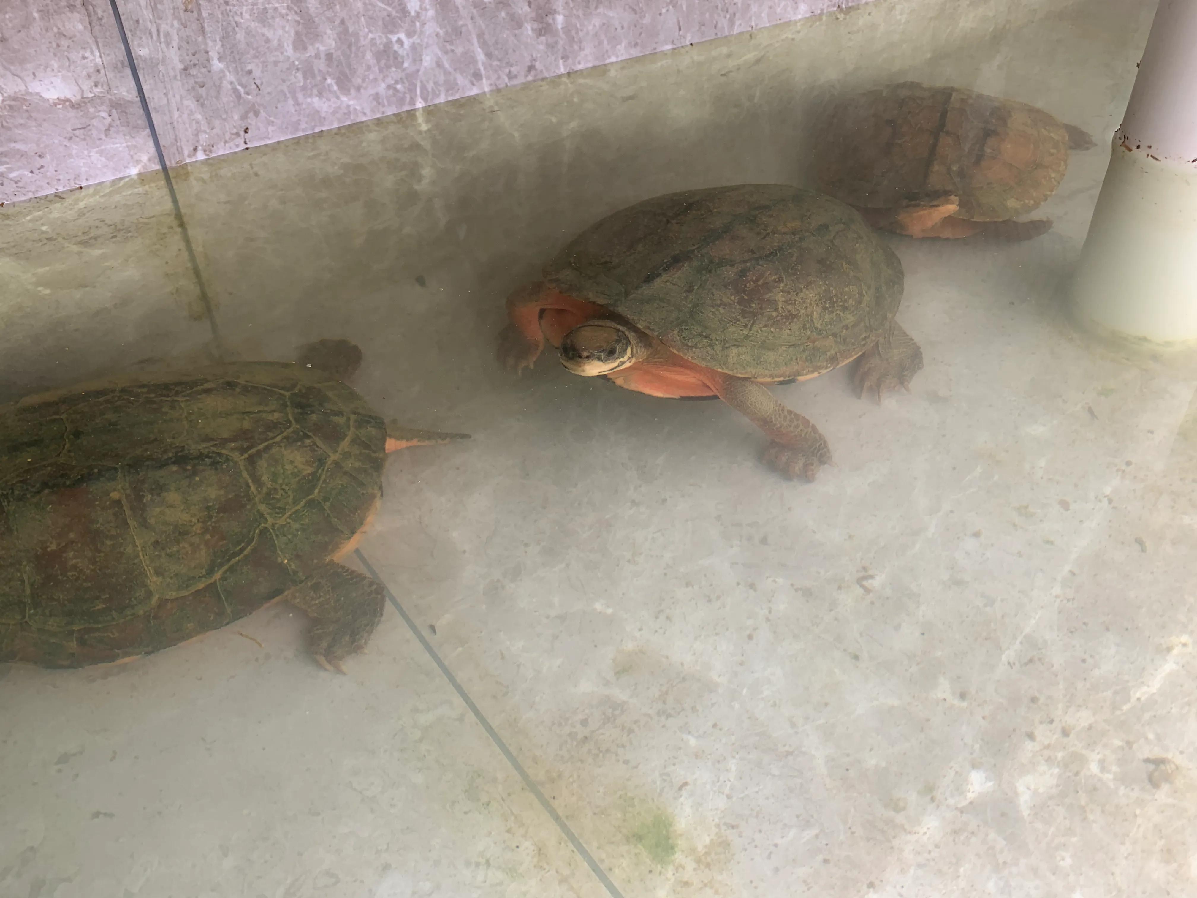 三线闭壳金钱龟生蛋期怎样喂,三线金钱龟饲养方法