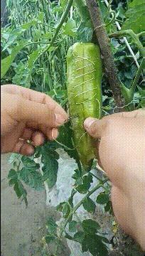 上课衣服穿反怎么办,上课忘记穿裤子该怎么办