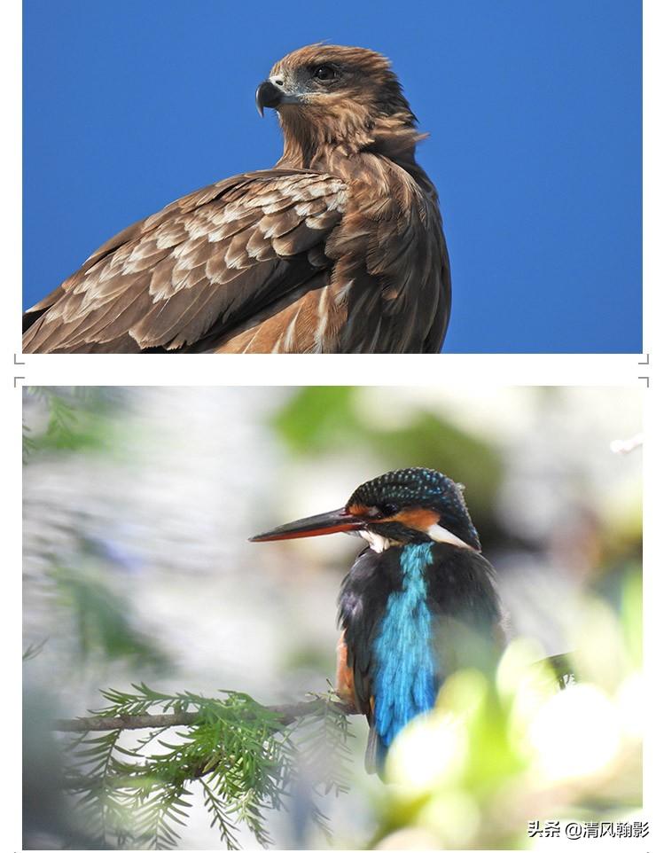 尼康p950拍产品怎么样,拍鸟一定要买大炮筒吗