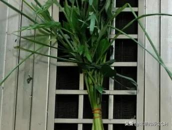 端午节的习俗和来历文字版,端午节习俗有详有略