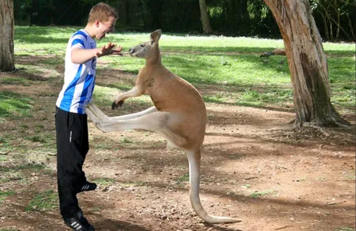 袋鼠真的聪明又温顺？若是这样，为什么澳大利亚还禁止私自饲养？