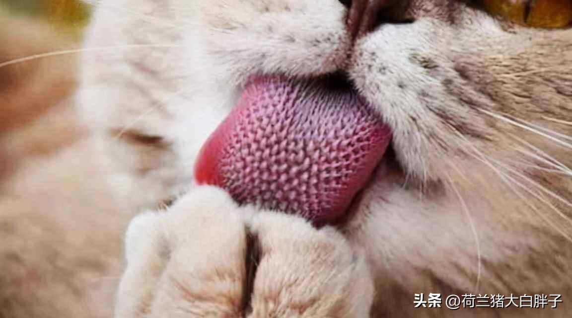 猫咪来月经冷知识,关于猫咪的36个冷知识