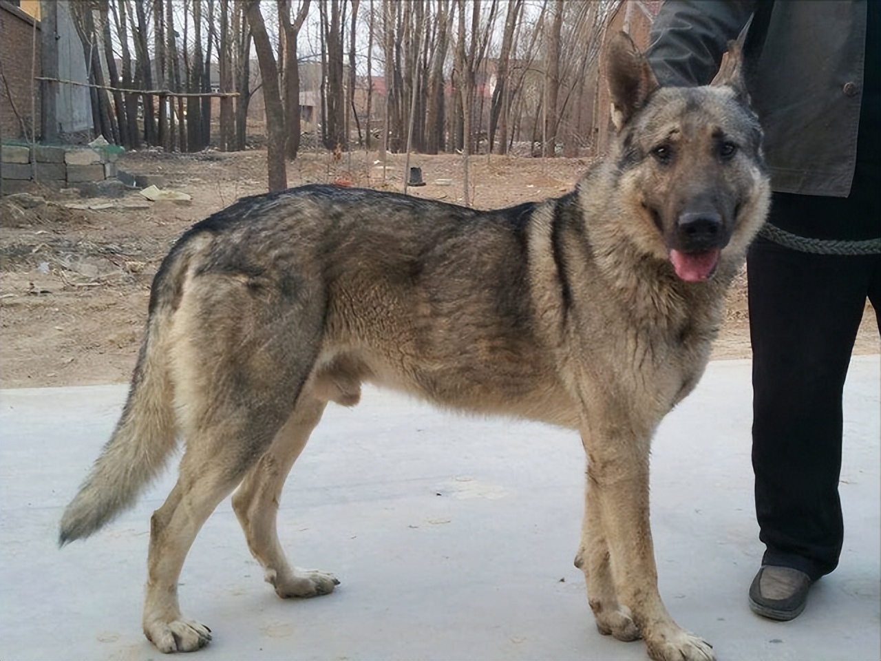 禁养犬名单小狗怎么处理,养犬管理规定48种禁养犬