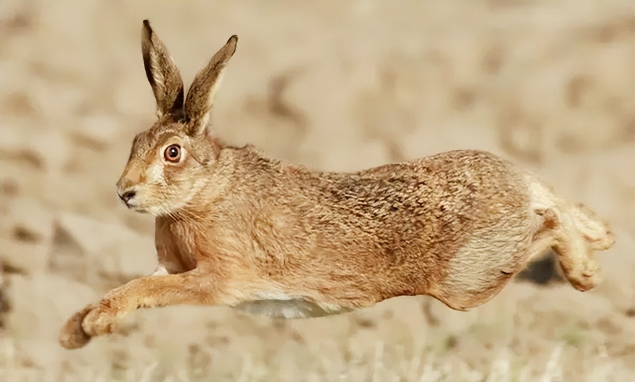 澳大利亚野兔泛滥成灾的原因,澳大利亚的野兔成灾结局
