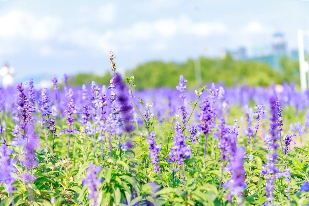 11号线有啥好玩的,北京地铁11号线