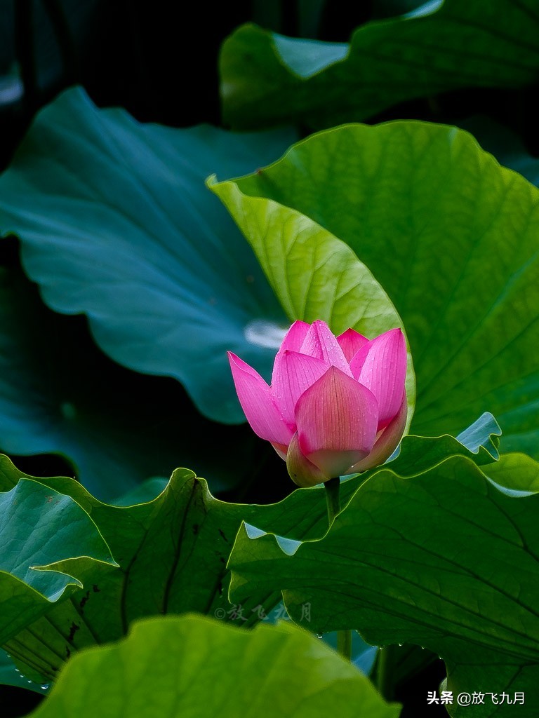 北京上庄雨中荷花，白鹭麻鸭水中捉鱼嬉戏，门票免费
