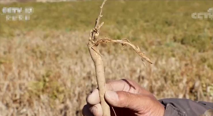 甘肃女子变卖家产花千万开发沙漠,女子砸千万家产完整版