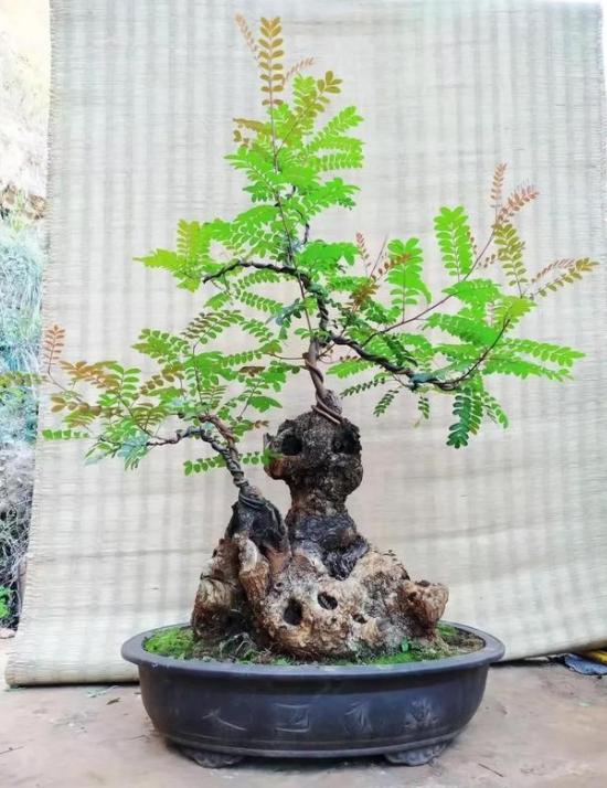 容易养的花苗而且开花时间长,10种公认最好养的花占地小