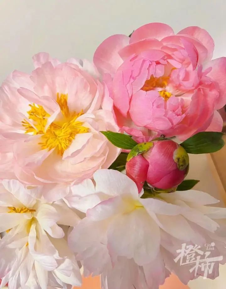 杭州姑娘在菏泽连住5天，只为抢到……