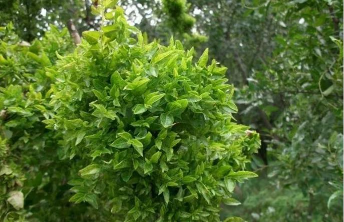 枣树“发疯”是如何造成的？怎样才能防治解决？看完明白