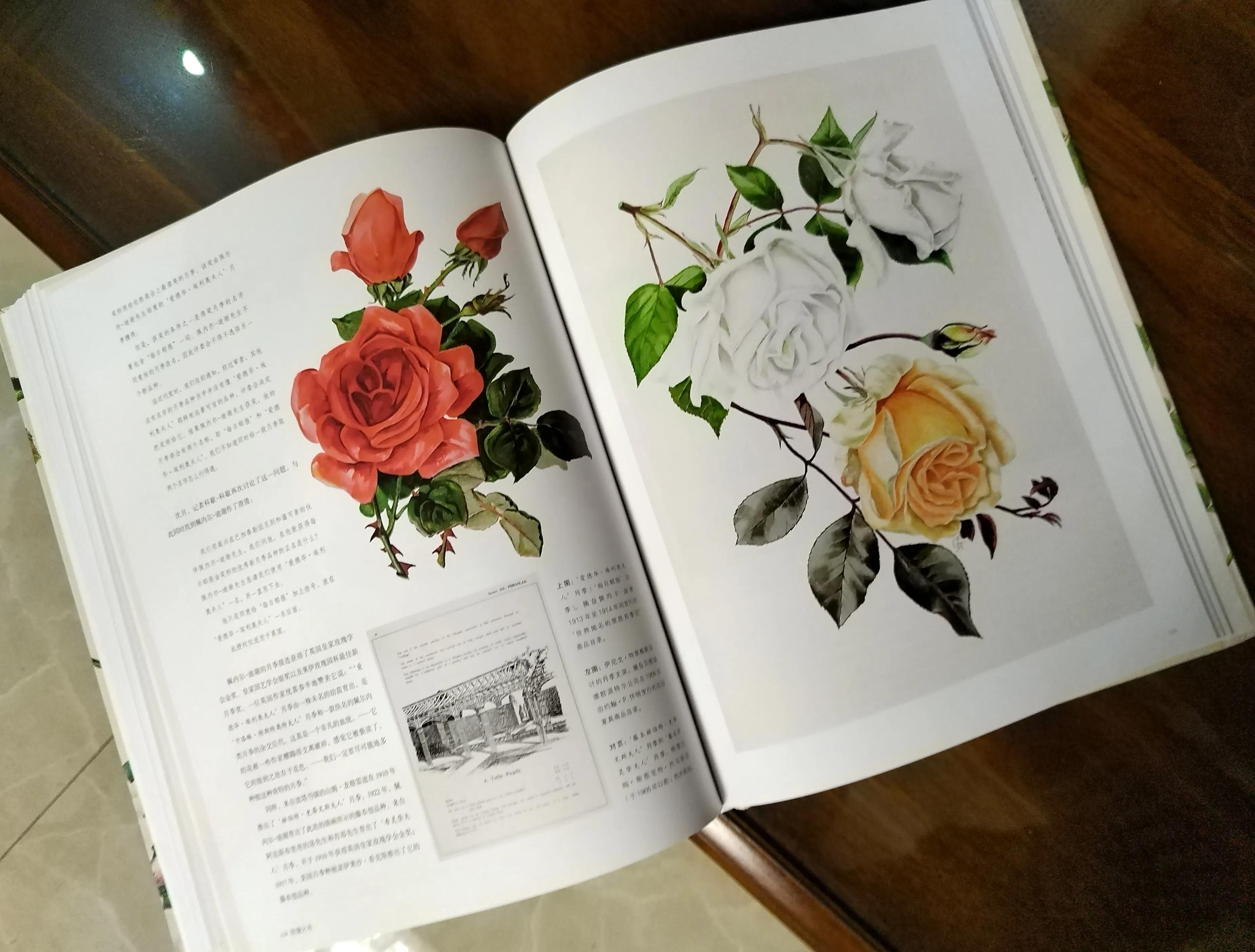 玫瑰花语，花朵繁多含义丰富