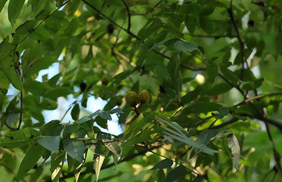 圆果化香有何化学成分？其活性分析有何成果？